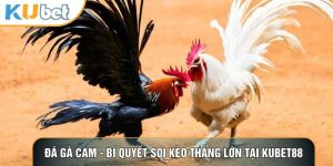 Đá gà cam